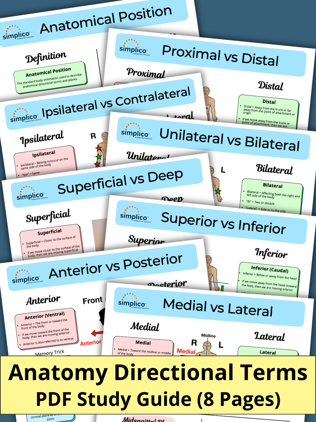 Anatomy Directional Terms | PDF Study Guide