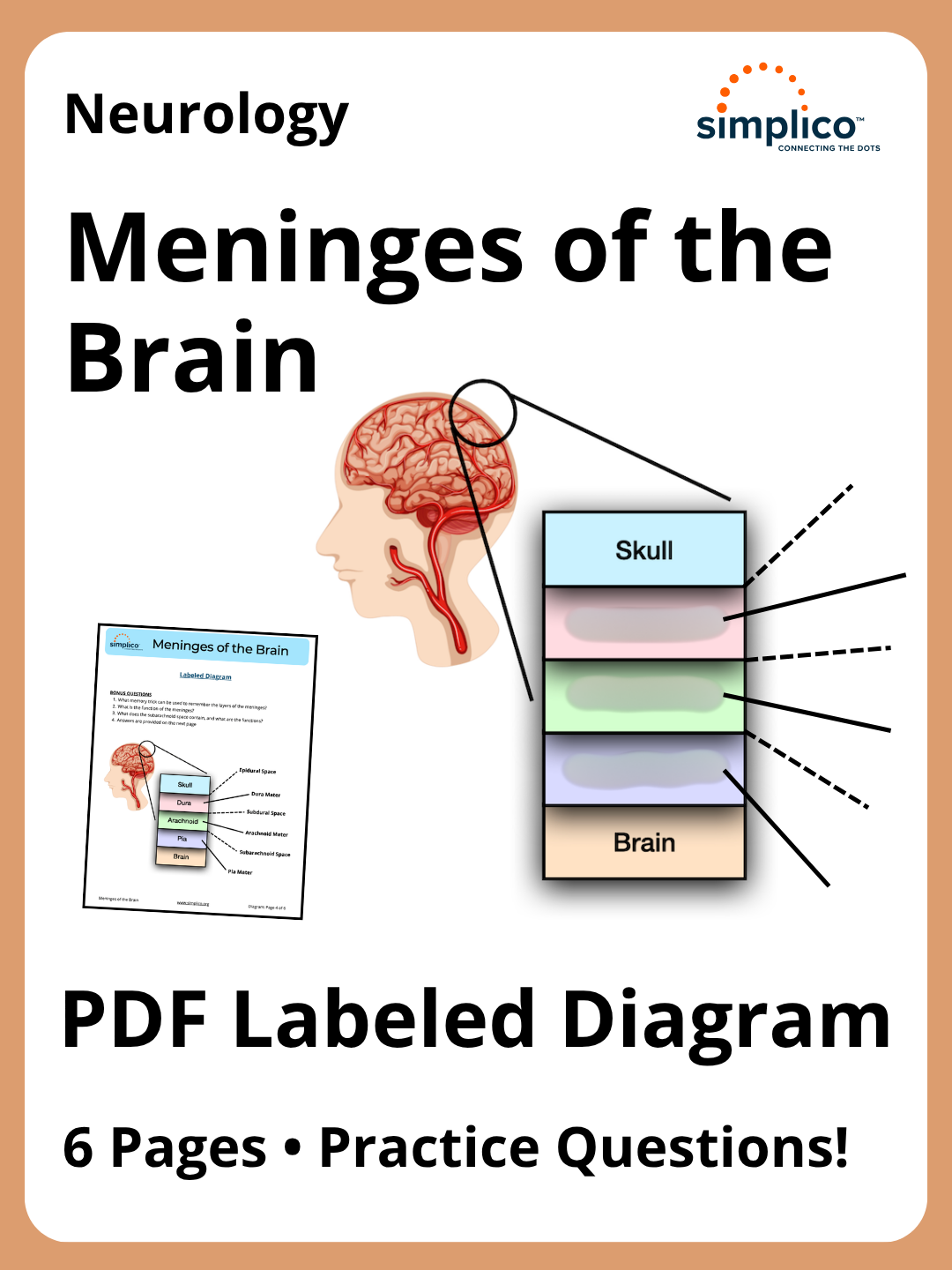 Meninges of the Brain | PDF Labeled Diagram